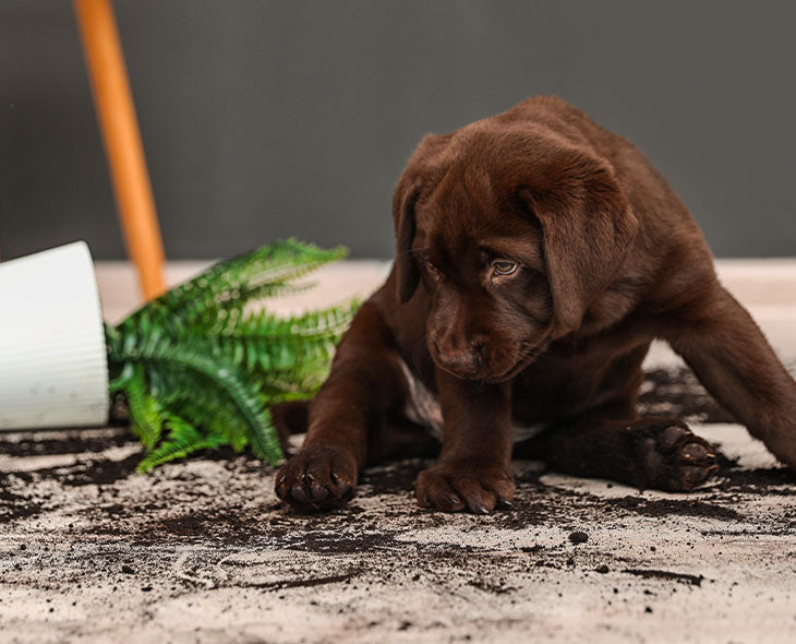 How to get the best hygiene for your home