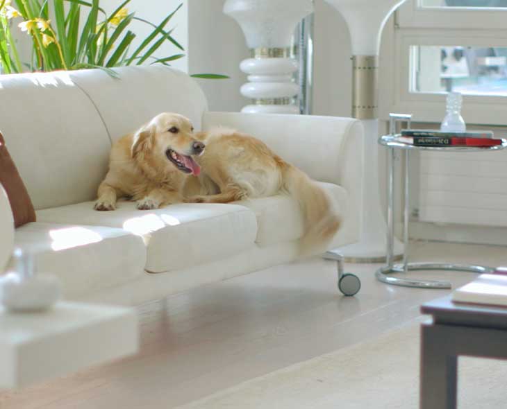 How to protect furniture from pets