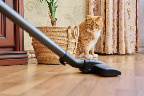 Cleaning with Pets: Tips for a Cleaner, Fresher Home