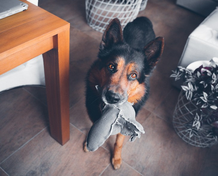 How do I wash dog soft toys in the washing machine