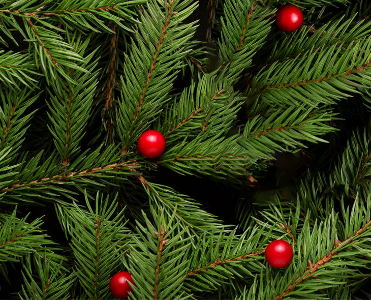 Look for an evergreen day