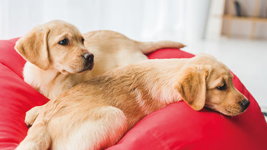 Cepillo Mini Turbo para pelo de mascota