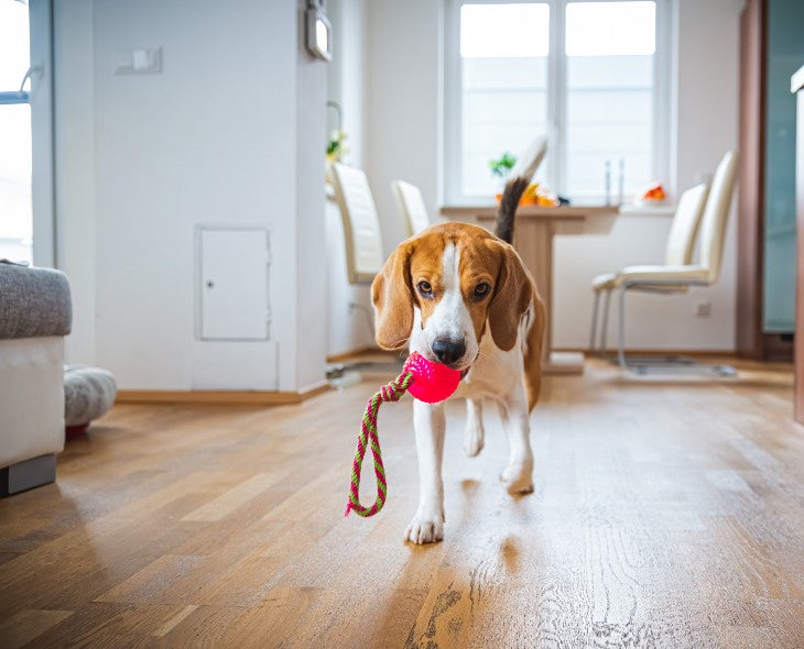 Comment désinfecter les jouets pour chats et pour chiens ?