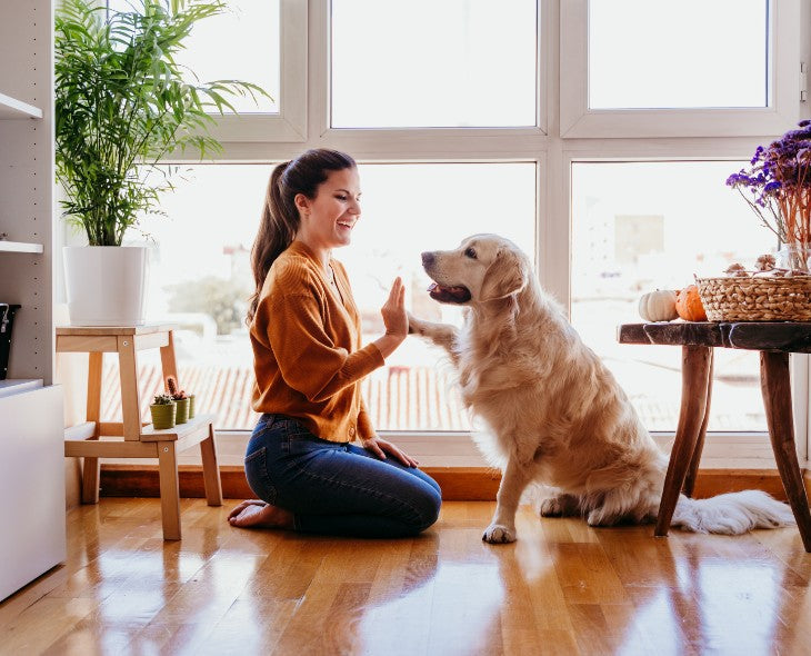 Conseils et secrets pour éliminer les poils d'animaux dans la maison sans passer l'aspirateur
