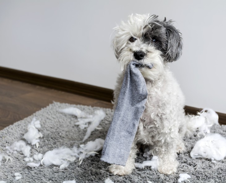 Pas besoin de se salir les mains : comment nettoyer le filtre de son aspirateur Hoover ?