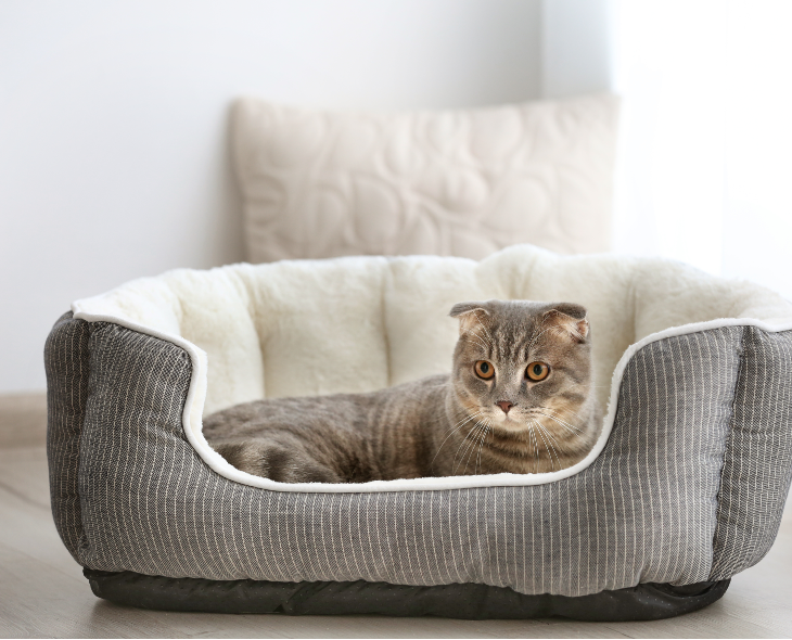 Haustiere und Reinigung: Wie desinfiziere ich das Katzenkörbchen?