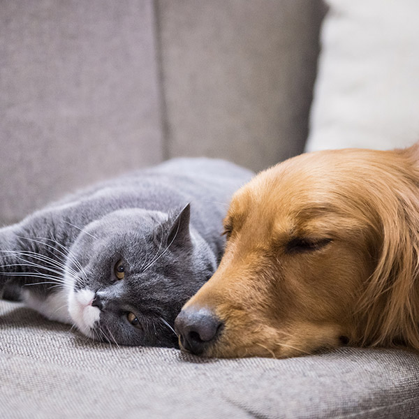 H-FREE 700 se prilega vašemu življenjskemu slogu