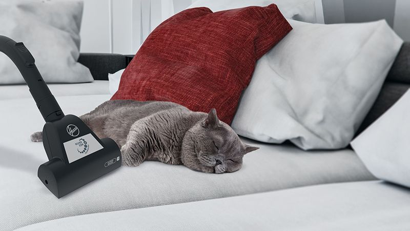 ÁLLATSZŐR? ALLERGIA?