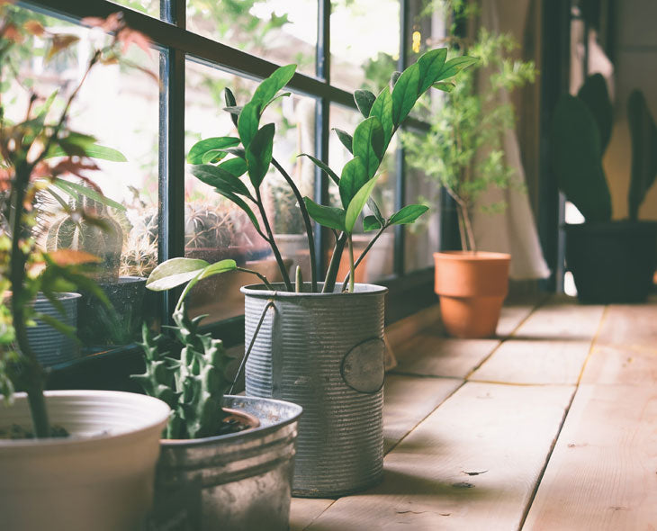 cura del giardino